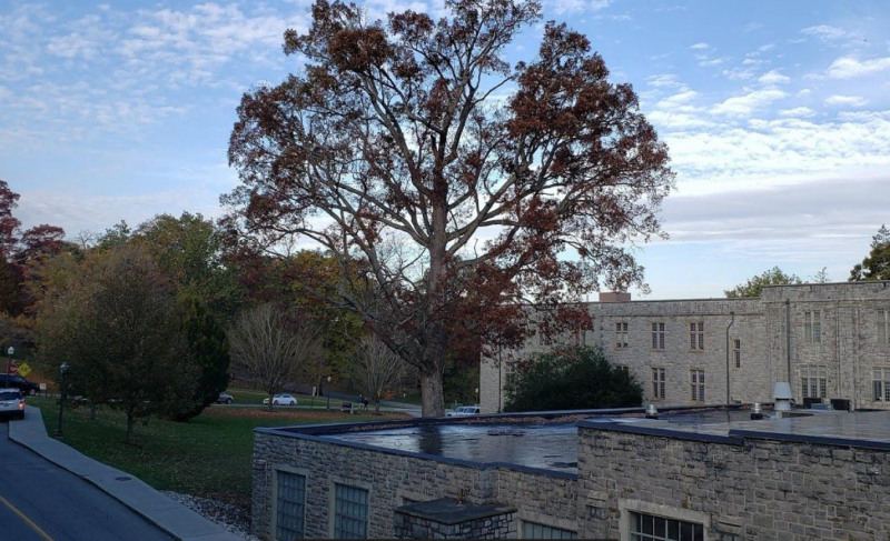 oak tree next to Seitz Hall